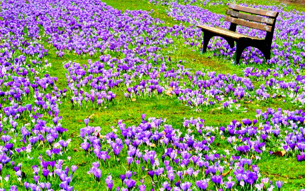 A vibrant park scene featuring a wooden bench surrounded by a blanket of blooming purple crocus flowers, embodying the beauty of spring in nature.