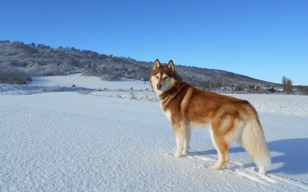 Animal Siberian Husky Dogs Husky Dog Snow Winter HD Wallpaper | Background Image