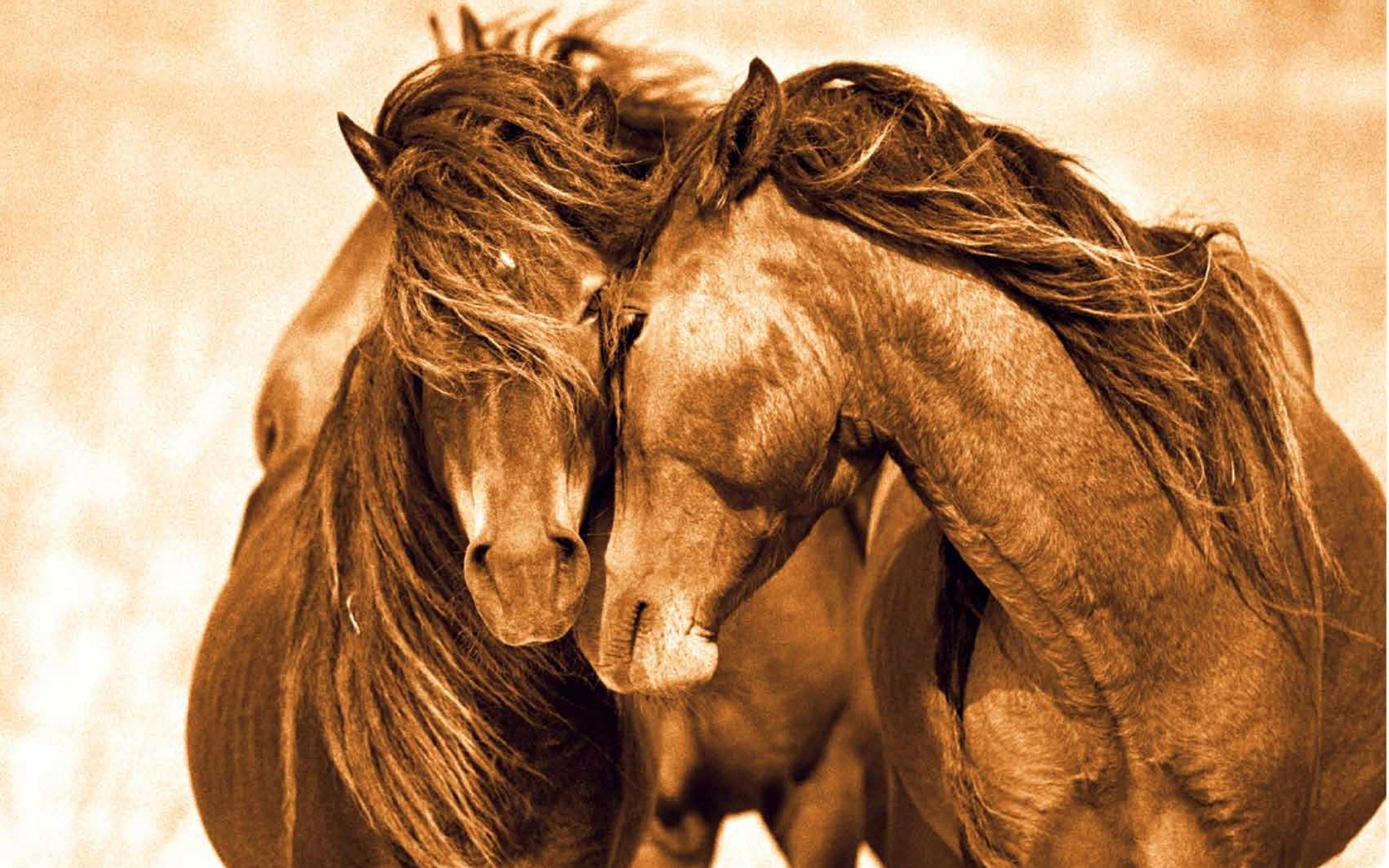 Download Cute Couple Love Animal Horse HD Wallpaper