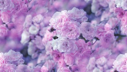 A high-definition desktop wallpaper featuring a close-up of pastel pink roses in full blossom, evoking a serene and natural beauty.
