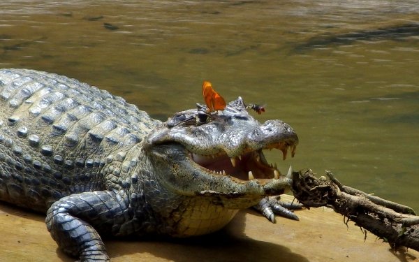 Animal Crocodile Reptiles Butterfly HD Wallpaper | Background Image