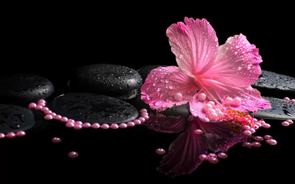 Close-up 4K Ultra HD photo of a pink hibiscus flower with water droplets, reflected on black stones, accompanied by a string of pearls, creating a still life composition.