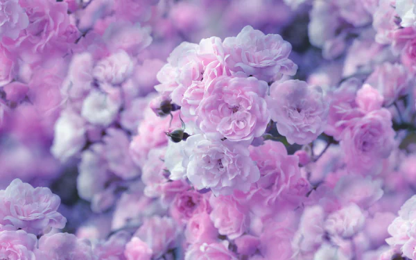 A high-definition desktop wallpaper featuring a close-up of pastel pink roses in full blossom, evoking a serene and natural beauty.