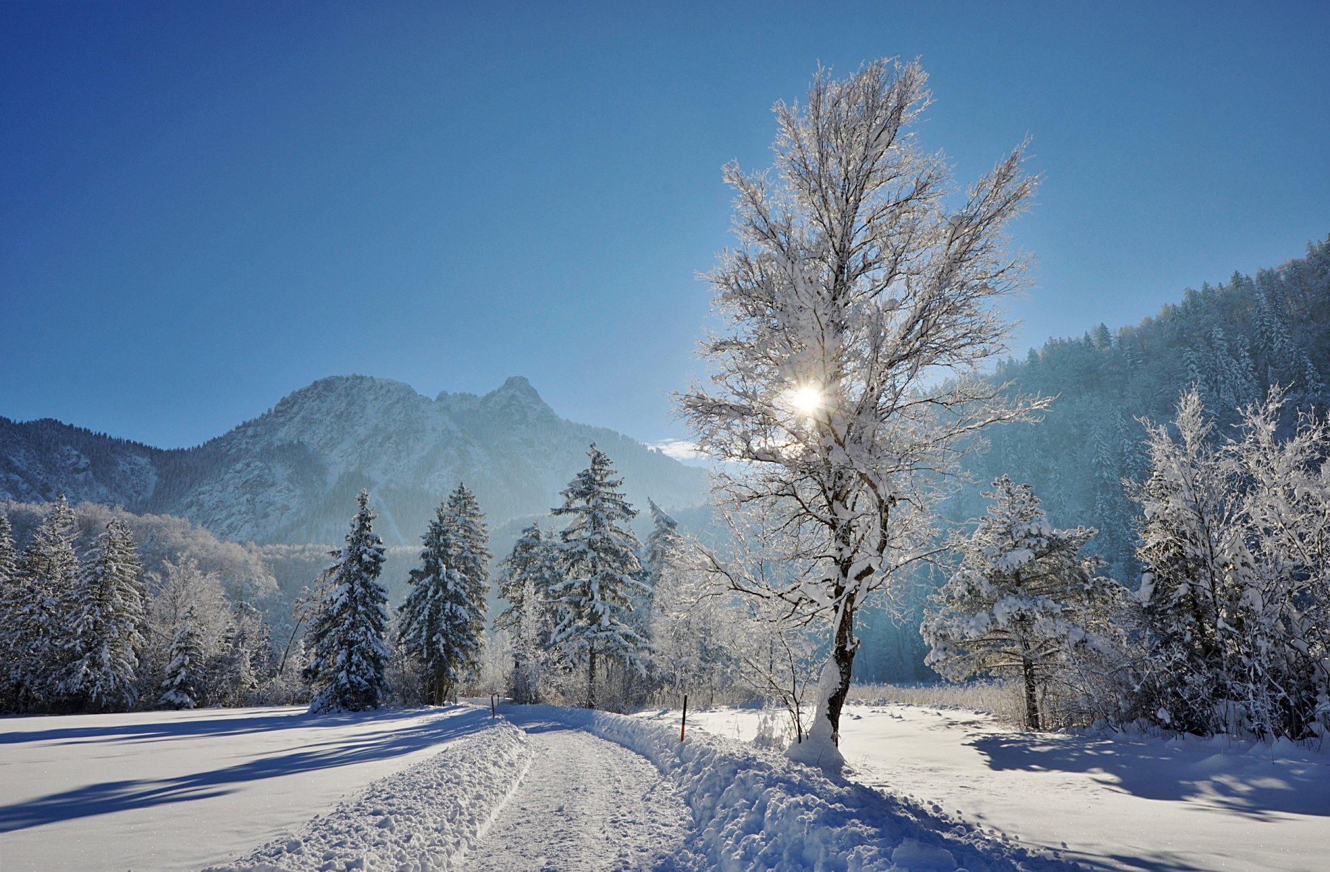 Download Road Nature Snow Tree Winter HD Wallpaper | 2560x1678 ...