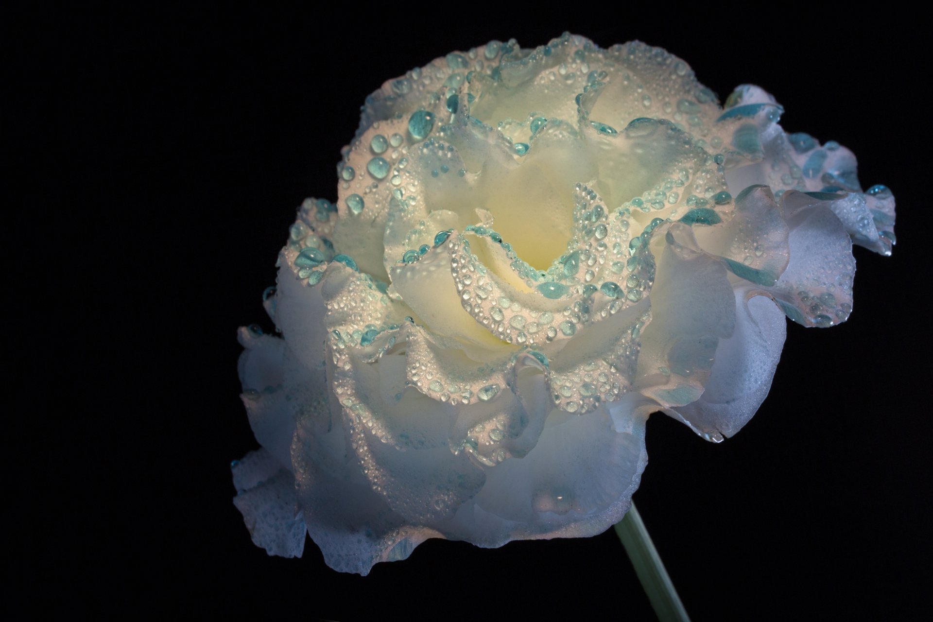 Download Nature Water Drop Macro White Flower Flower  4k Ultra HD Wallpaper by sophiaspurgin