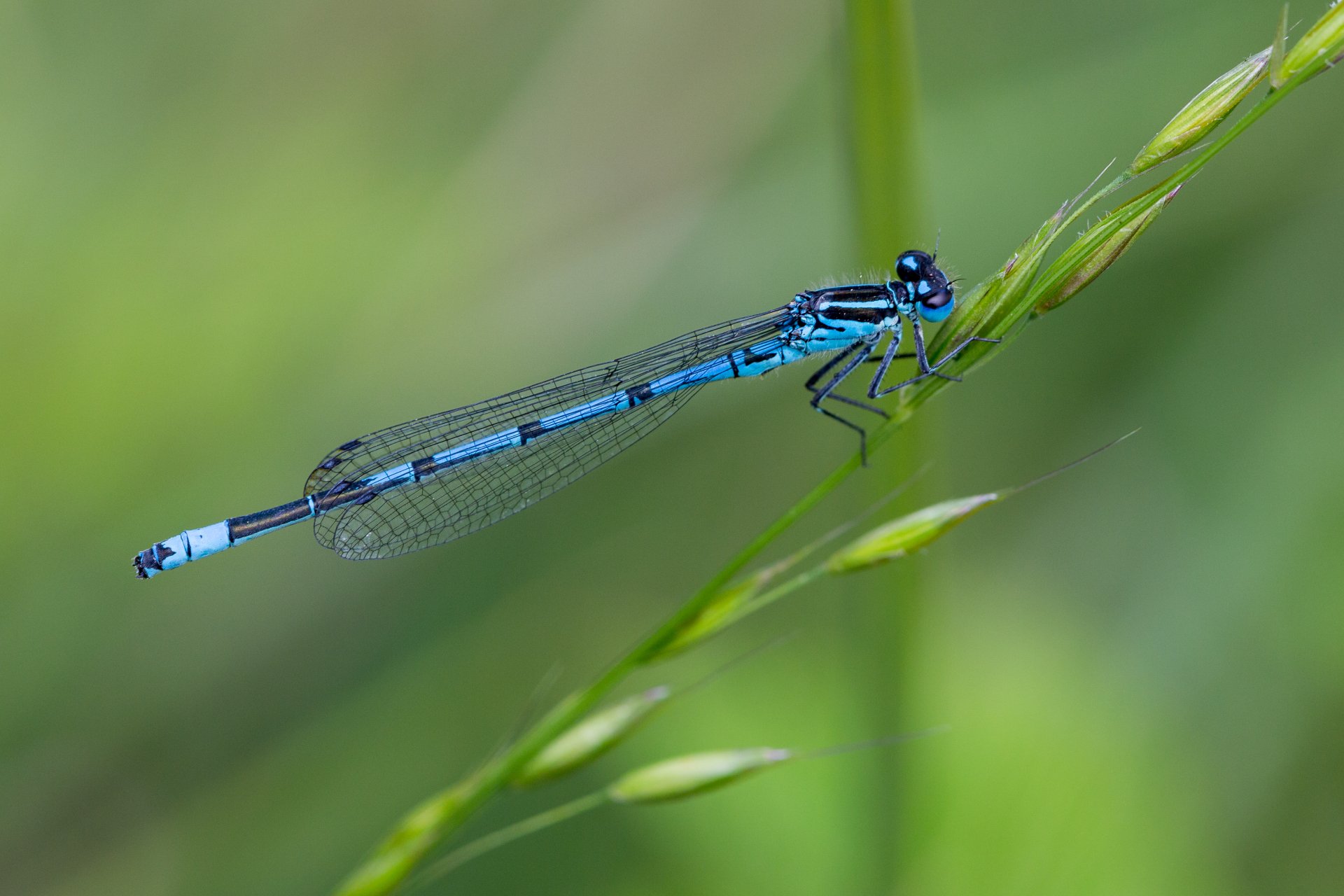 Download Macro Insect Animal Dragonfly 4k Ultra HD Wallpaper by ...