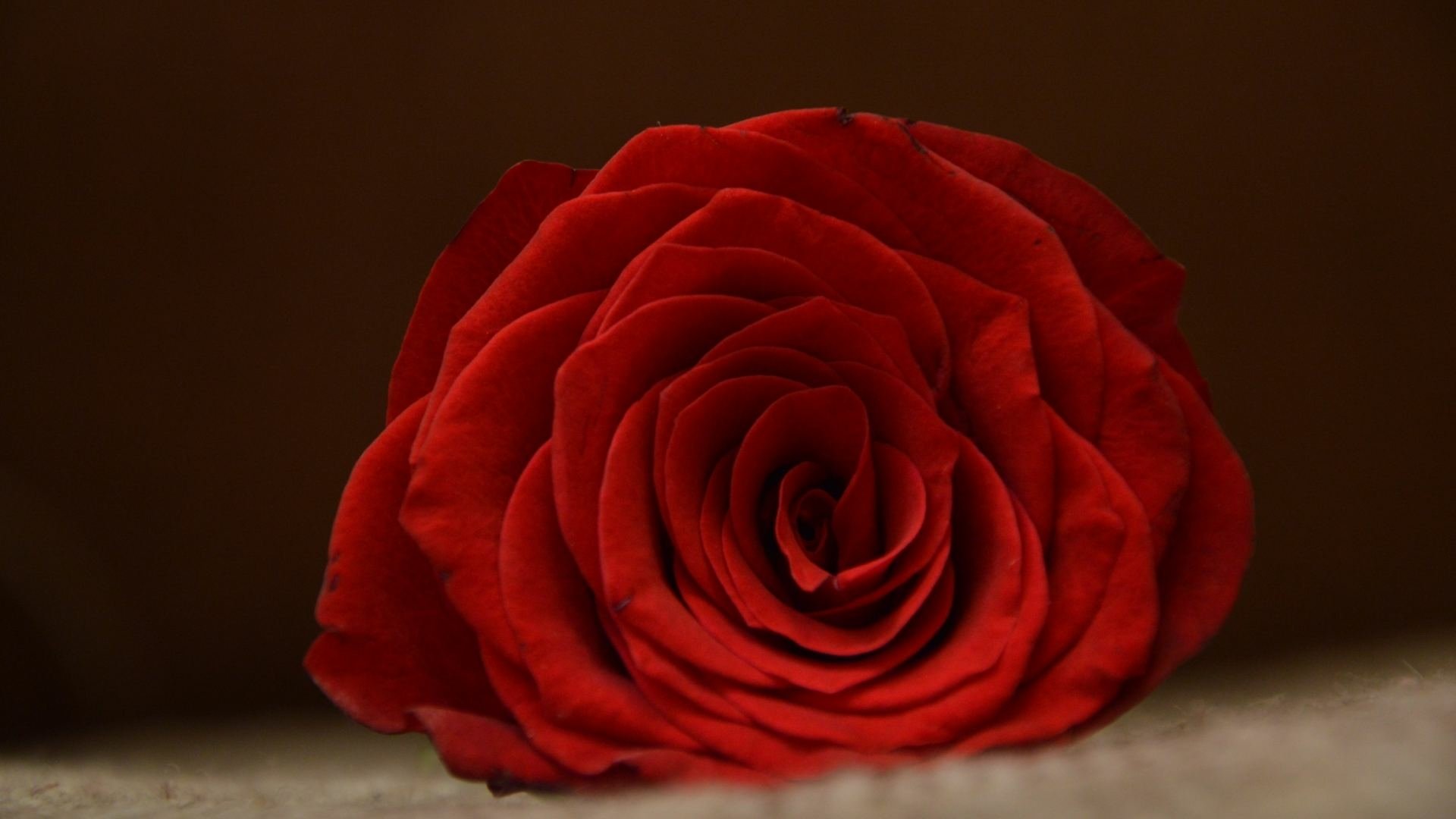 Download Red Flower Flower Close-up Nature Rose HD Wallpaper