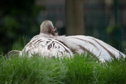 A white tiger lounging in lush green grass, captured in stunning 4K Ultra HD, showcasing its serene beauty in a natural setting.