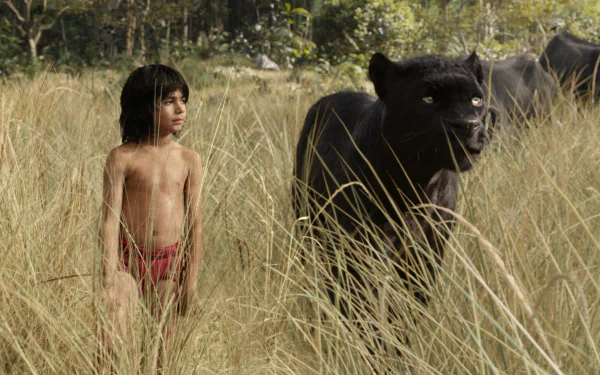 A scene from the 2016 movie The Jungle Book, featuring a young boy standing amidst tall grass, accompanied by a large black panther, creating an adventurous atmosphere.