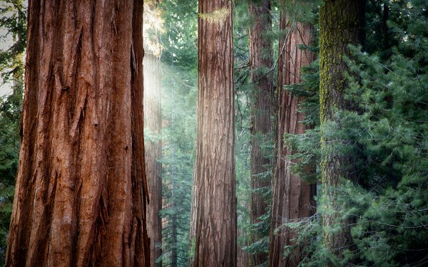 Nature Forest Redwood Tree Close-Up Sunbeam HD Wallpaper | Background Image
