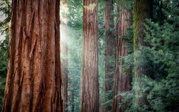 Close-up of towering redwood trunks and evergreen forest lit by a sunbeam, mossy bark and deep atmospheric depth — 2K Quad HD PC desktop wallpaper