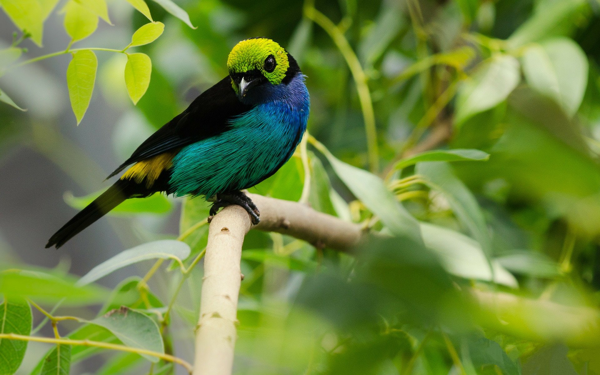 Close-up of an eastern tanager perched on a branch, vivid green, blue and yellow plumage against a leafy HD desktop wallpaper background.