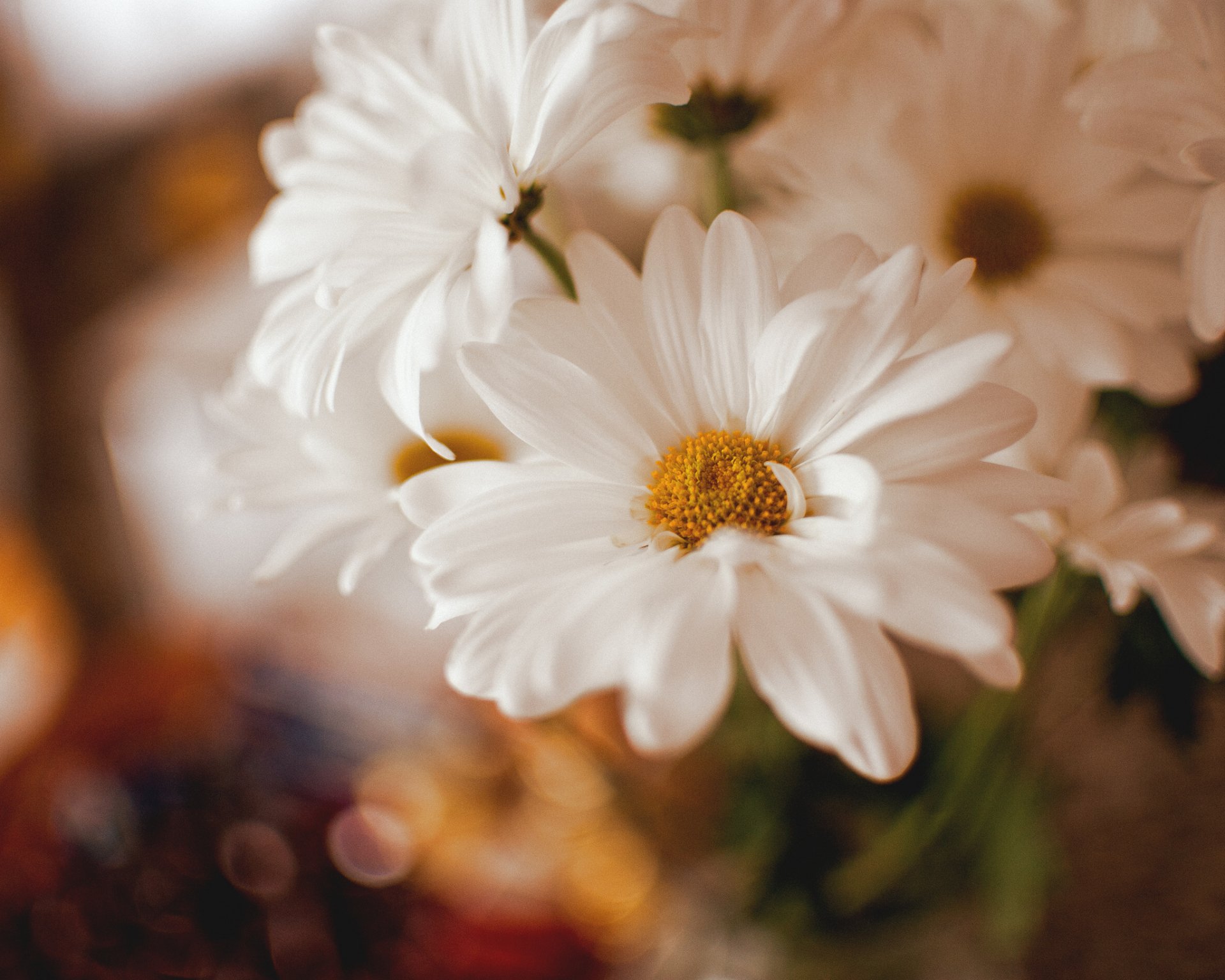 Download White Flower Close-up Nature Flower HD Wallpaper