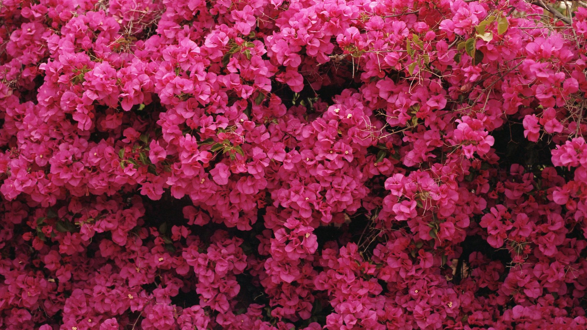 Close-up of vibrant pink bougainvillea blossoms, showcasing their intricate petals against a lush green backdrop. An HD wallpaper capturing the beauty of nature.