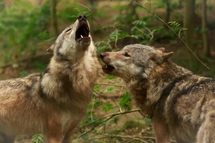 Close-up 4K Ultra HD wallpaper of two wolves in a blurred forest background, one howling while the other looks on attentively.