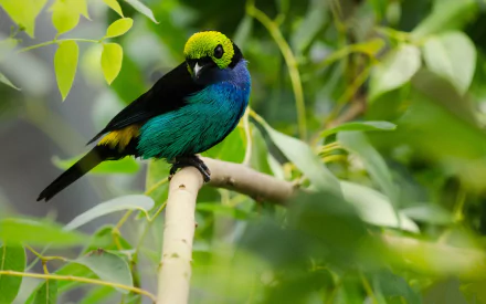 Close-up of an eastern tanager perched on a branch, vivid green, blue and yellow plumage against a leafy HD desktop wallpaper background.