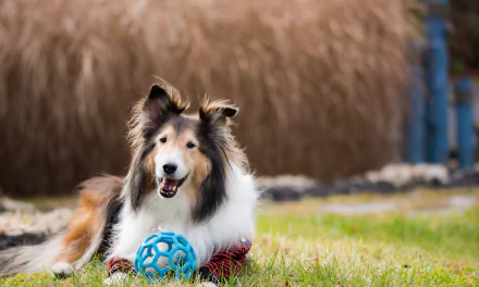 HD desktop wallpaper of a rough collie dog lying on grass with a blue ball, showcasing its fluffy coat and alert expression in a natural outdoor setting.