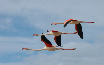 Three flamingos soar gracefully through a bright sky, their vibrant pink and black feathers contrasting beautifully with the clouds. A stunning HD desktop wallpaper.
