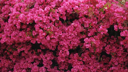 Close-up of vibrant pink bougainvillea blossoms, showcasing their intricate petals against a lush green backdrop. An HD wallpaper capturing the beauty of nature.