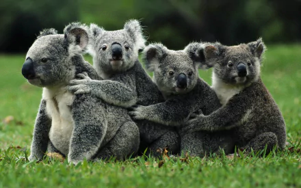 A heartwarming image of four koalas hugging in a lush green setting, showcasing their affectionate nature. This HD wallpaper captures the essence of love among these adorable marsupials.