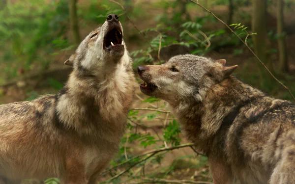 Close-up 4K Ultra HD wallpaper of two wolves in a blurred forest background, one howling while the other looks on attentively.