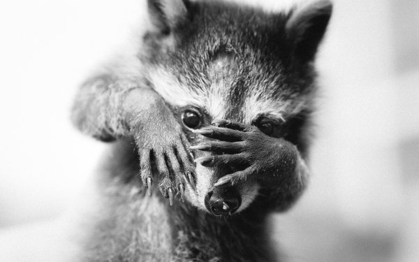 Animal Raccoon Black & White Funny HD Wallpaper | Background Image