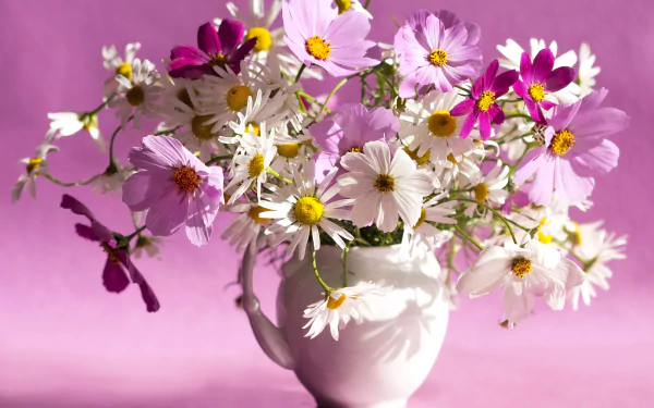  Cosmos in Pitcher