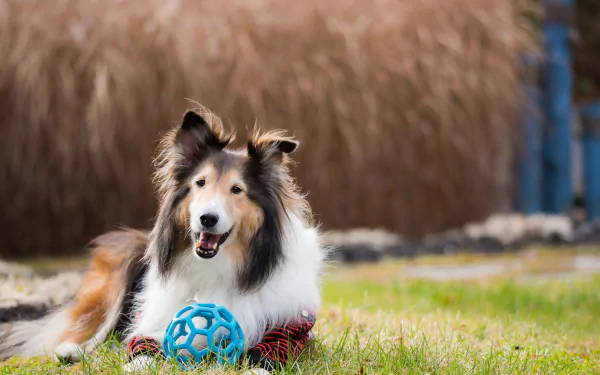 HD desktop wallpaper of a rough collie dog lying on grass with a blue ball, showcasing its fluffy coat and alert expression in a natural outdoor setting.
