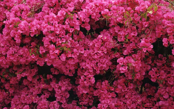 Close-up of vibrant pink bougainvillea blossoms, showcasing their intricate petals against a lush green backdrop. An HD wallpaper capturing the beauty of nature.
