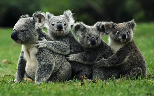 hug love marsupial Animal koala HD Desktop Wallpaper | Background Image