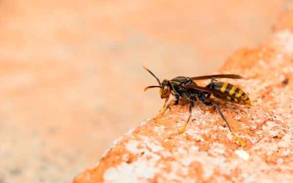 Animal Wasp Insects Insect HD Wallpaper | Background Image