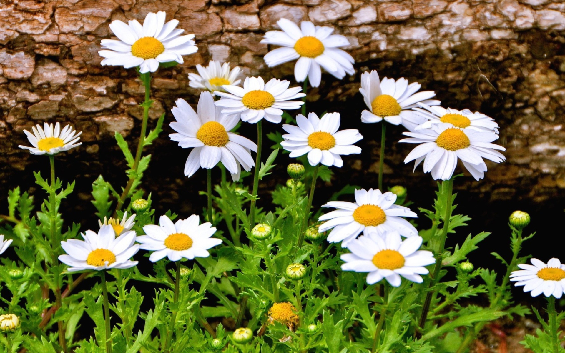 Download White Flower Close-up Spring Grass Nature Daisy HD Wallpaper