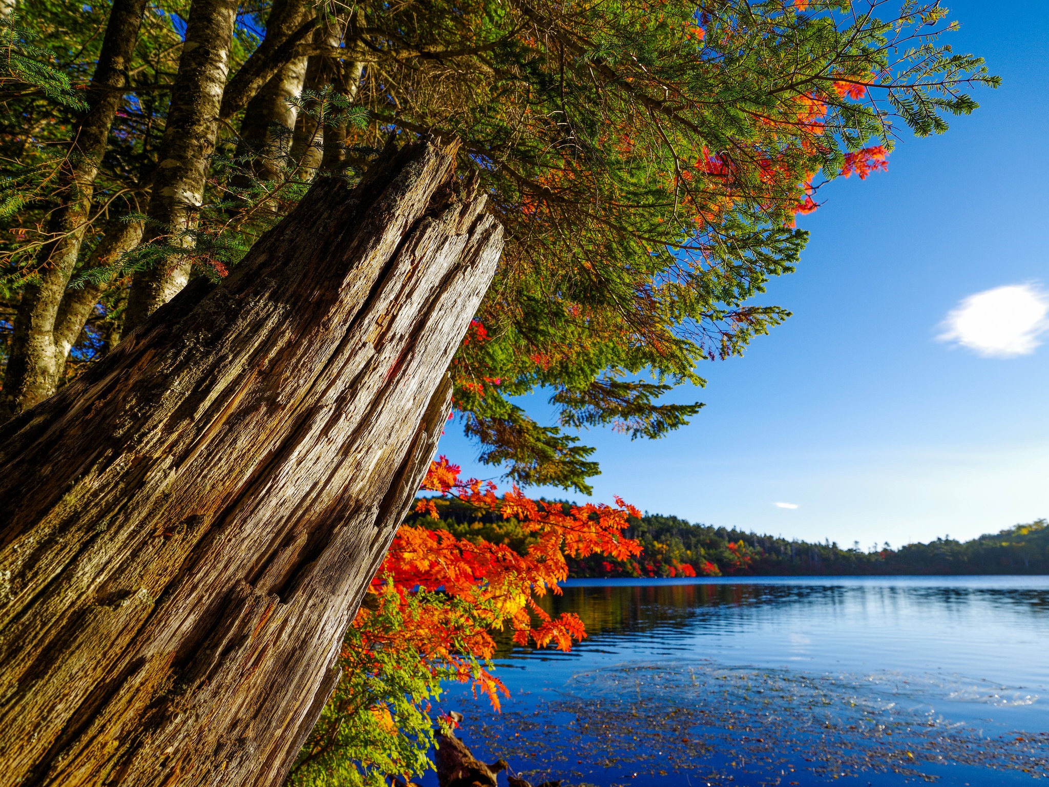 Заставка на телефон вертикальная природа. Заставки на телефон природа. Осень озеро деревья. Обои вертикальные природа. Природа вертикальное фото.
