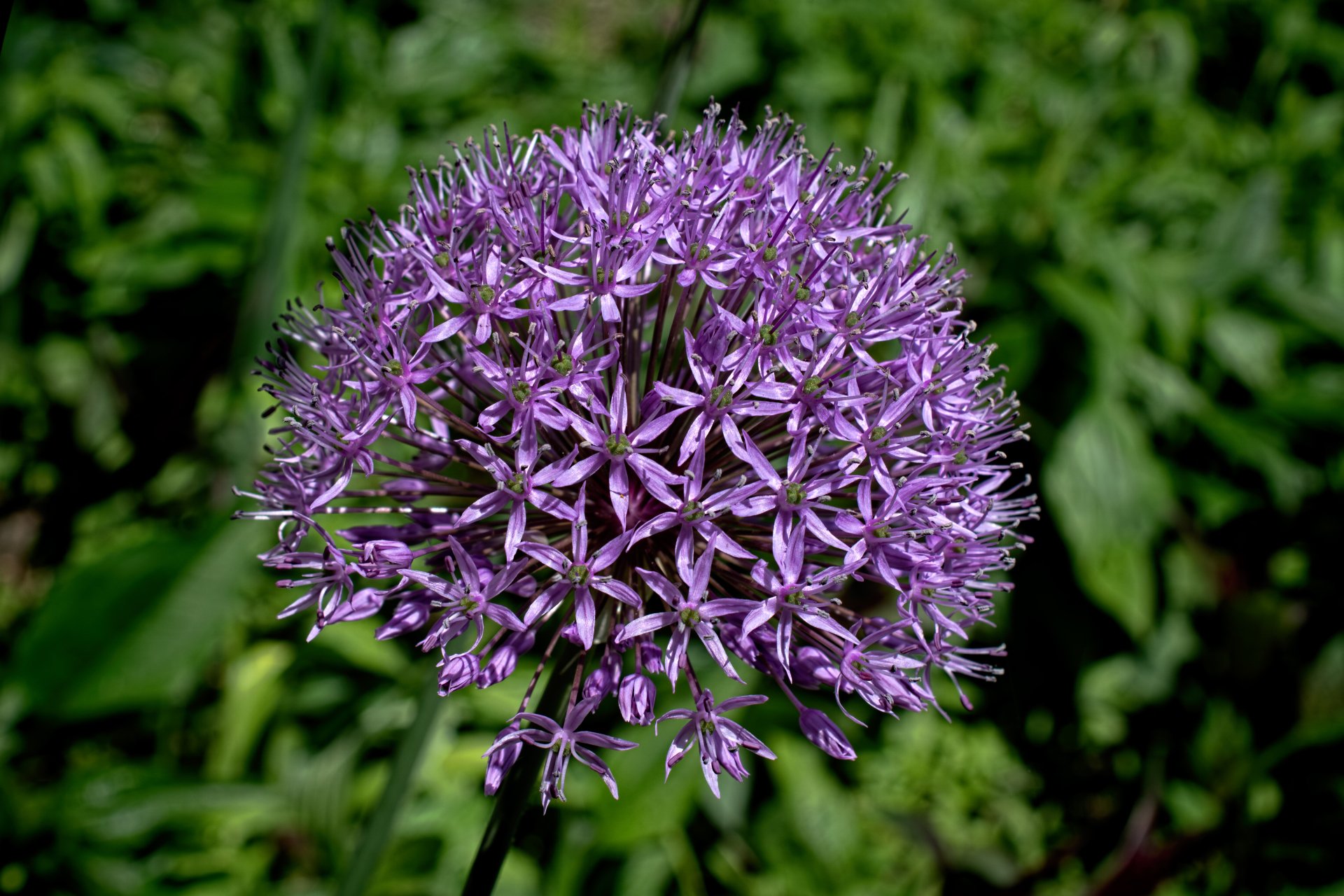 5K Ultra HD PC desktop wallpaper: macro close-up of a pink allium flower with star-like petals against a blurred green nature background.
