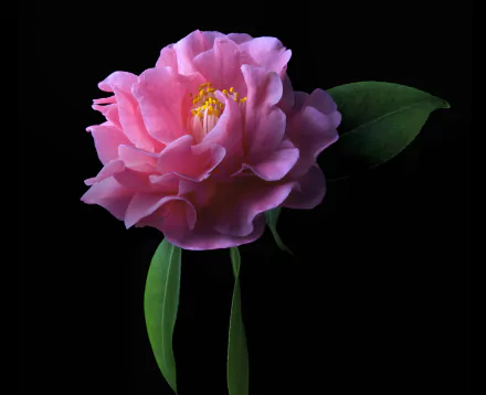 Close-up HD desktop wallpaper of a vibrant pink camellia flower with green leaves against a black background, showcasing delicate petals and bright yellow stamens.