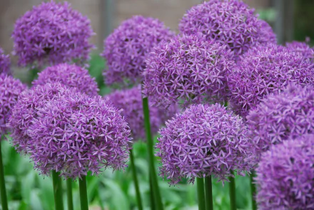pink flower nature flower allium HD Desktop Wallpaper | Background Image