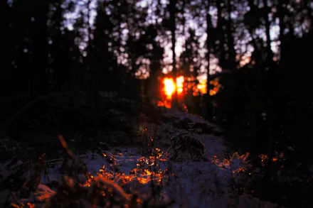 4K Ultra HD PC desktop wallpaper of a blurred forest at sunset, warm sun flare and bokeh lights through trees, shadowed ground and glowing moss in the foreground.
