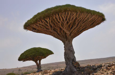 HD desktop wallpaper featuring two distinctive Dracaena trees standing in a barren desert landscape under a clear sky.