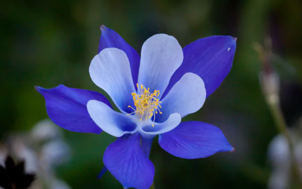 Colorado Blue Columbine