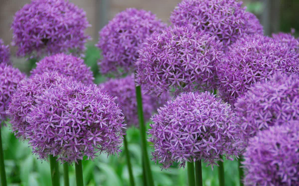 Pink allium flower clusters in bloom with green stems — 4K Ultra HD PC desktop wallpaper background showcasing nature.