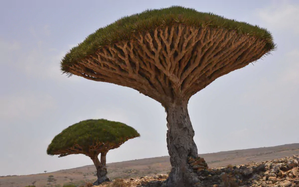 HD desktop wallpaper featuring two distinctive Dracaena trees standing in a barren desert landscape under a clear sky.