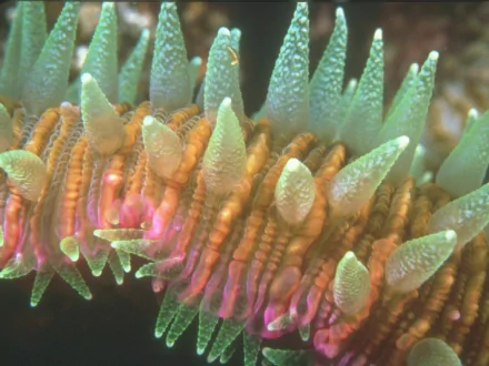  Slipper Coral Polyphyllia talpina also known as Tongue Coral