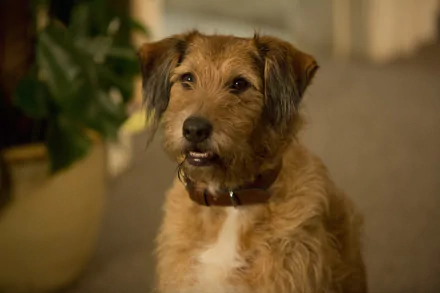 dog movie Absolutely Anything HD Desktop Wallpaper | Background Image