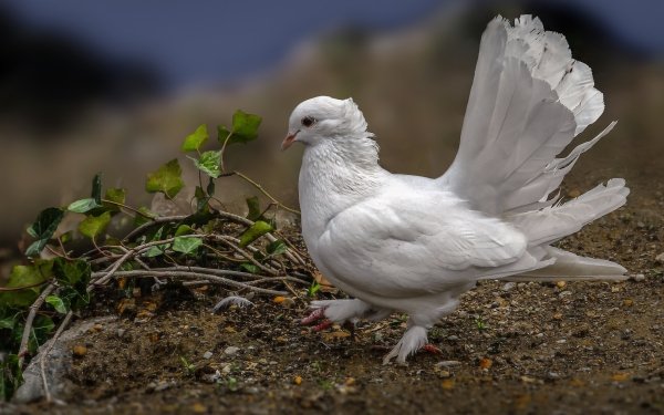 Animal Dove Birds Columbidae Bird HD Wallpaper | Background Image