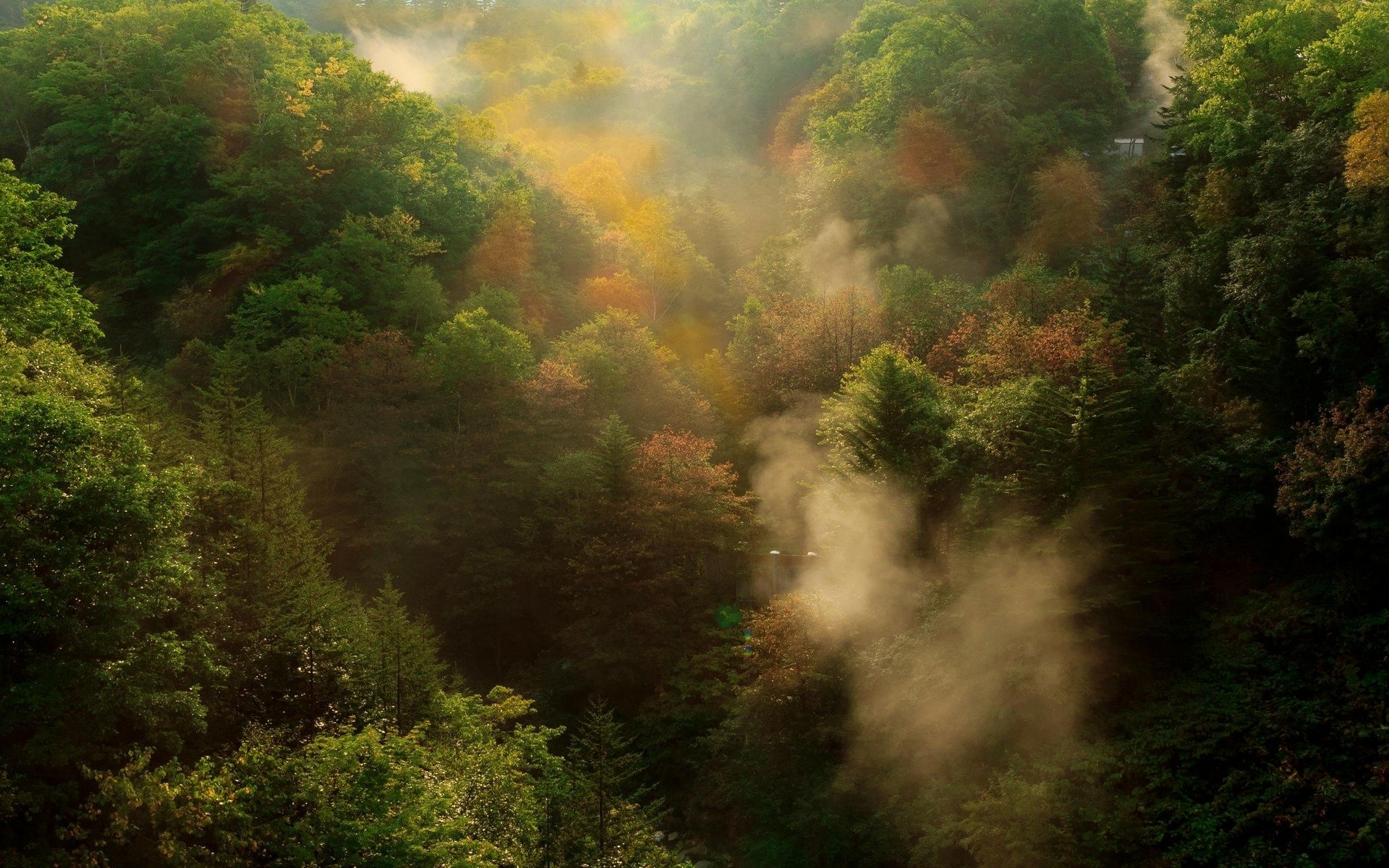 Misty Forest Mountain Landscape