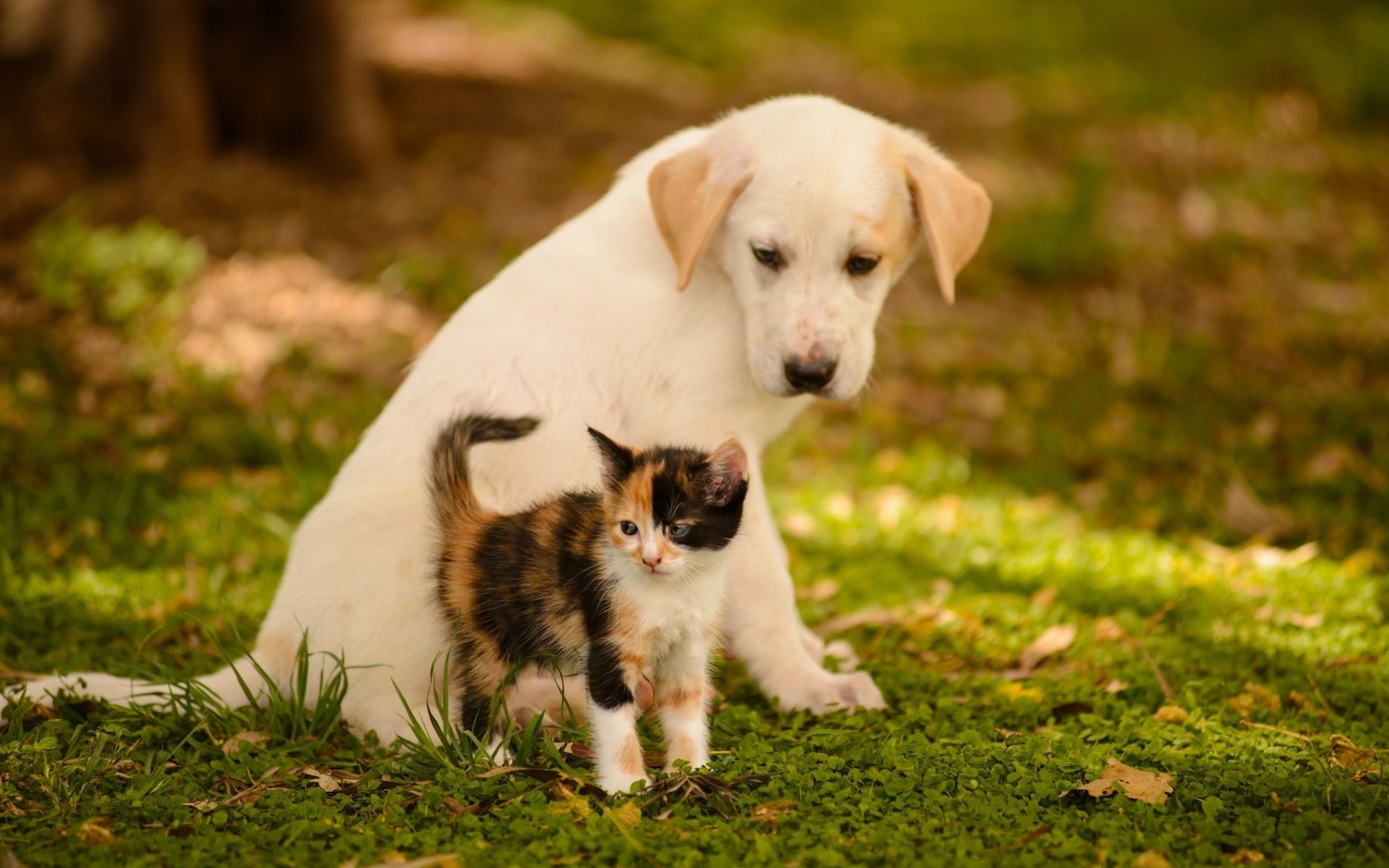 Kitten and Puppy HD Wallpaper | Background Image | 2560x1600 | ID