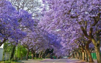 1 Jacaranda HD Wallpapers | Background Images - Wallpaper Abyss