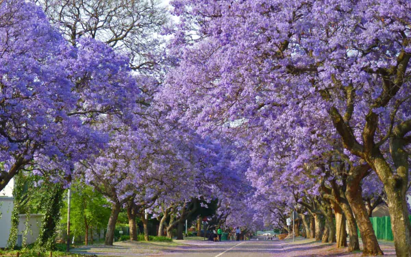 A man-made street lined with blooming purple jacaranda trees in spring, captured in vibrant HD for a desktop wallpaper background.