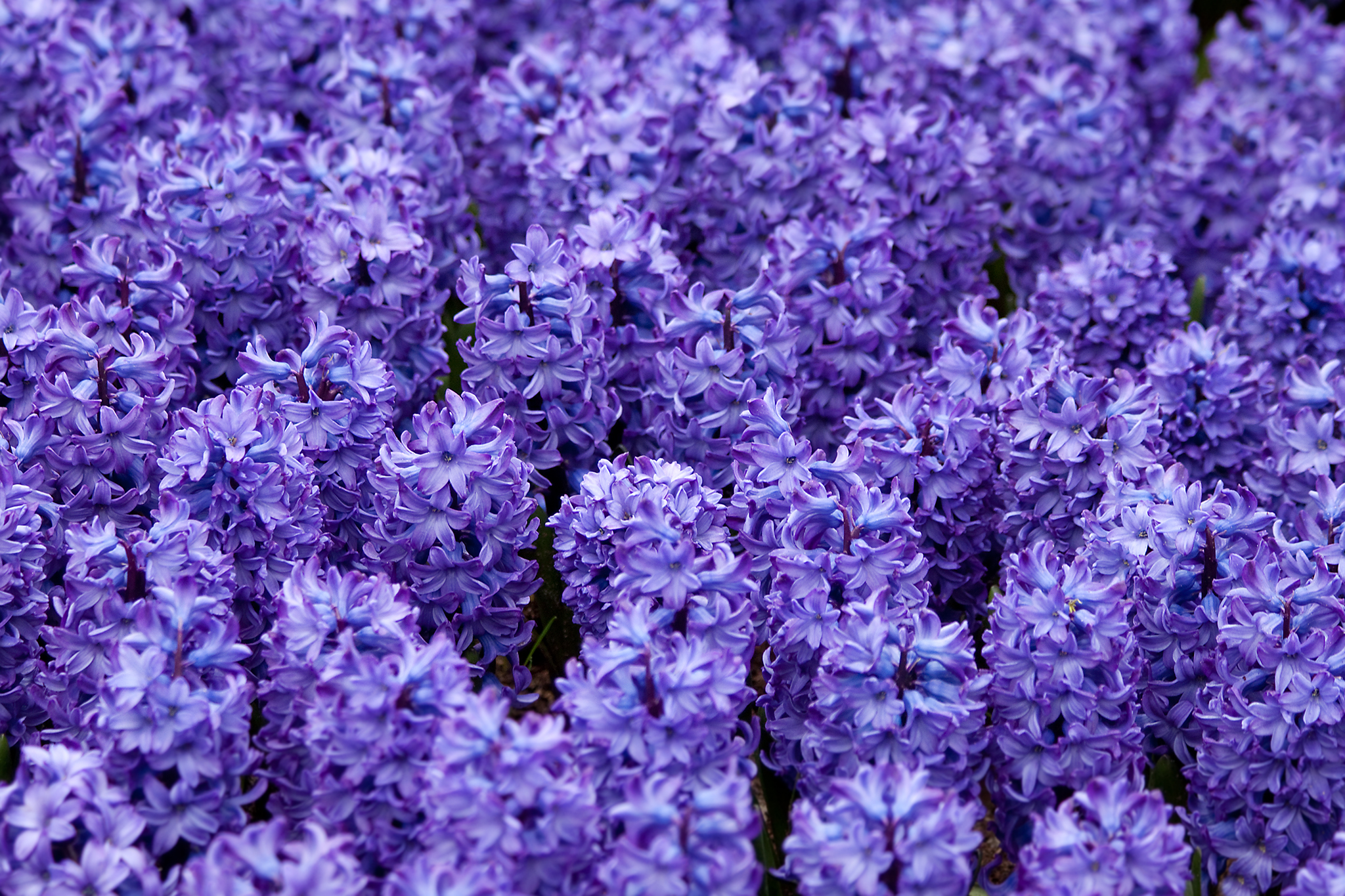 Purple Hyacinths by Peter Nijenhuis
