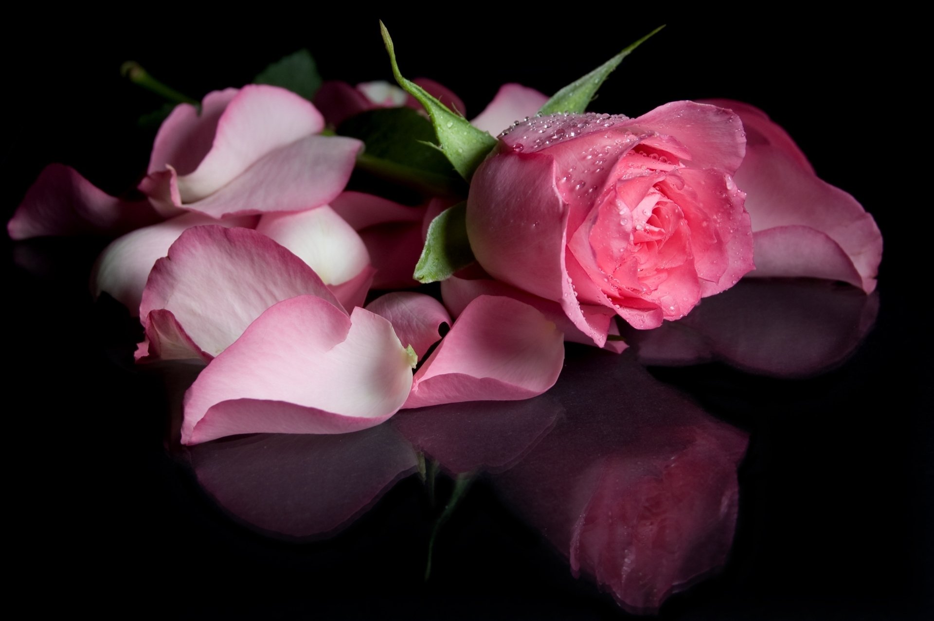 A close-up of a pink rose and its petals on a dark surface, showcasing their delicate beauty and subtle reflections, capturing the essence of nature in vivid detail.